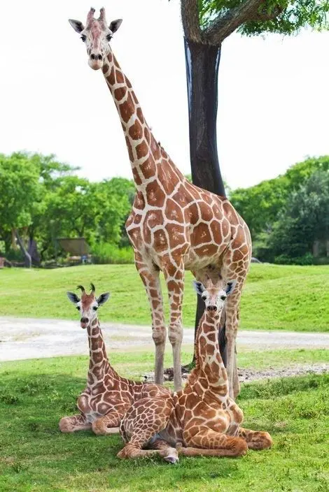 Download Three Giraffes in Forest Wallpaper