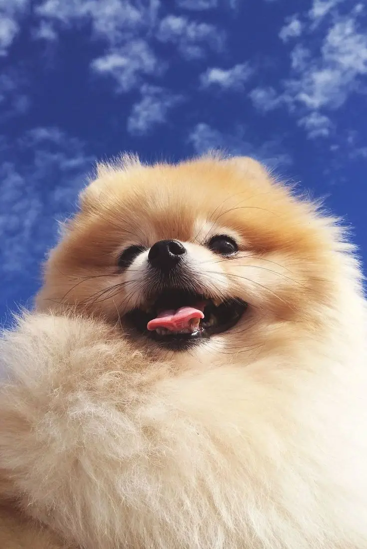 Image of Pomeranian Dog Suitable for Apartment Living