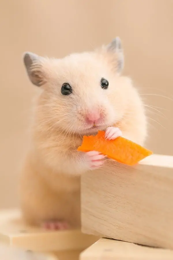 Download HD Background of Hamster in Photoshoot Pose