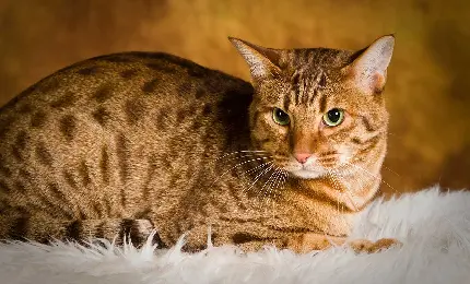 Ocicat Cat High-Quality Photo