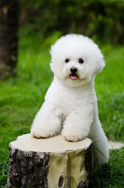 Bichon Frise Dog Breed Photos and Characteristics