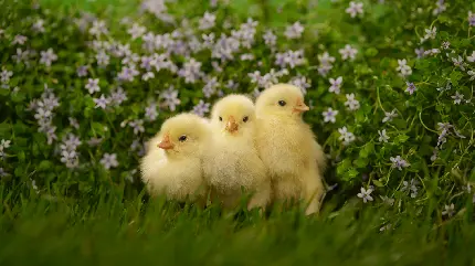 Adorable Yellow Chicks Photo for Animal Lovers