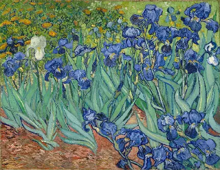 Irises Painting by Vincent Van Gogh