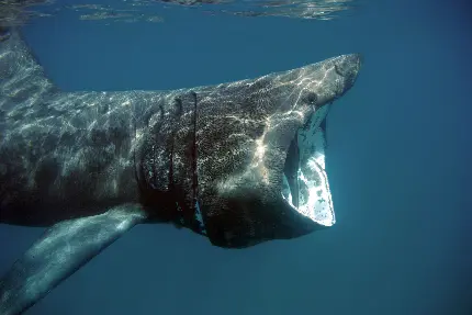 Basking Shark High-Quality Photo