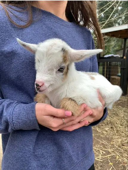 Download Background Photo of Hugging White Lamb