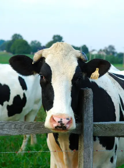 Download Profile Picture of Black and White Cow on Farm