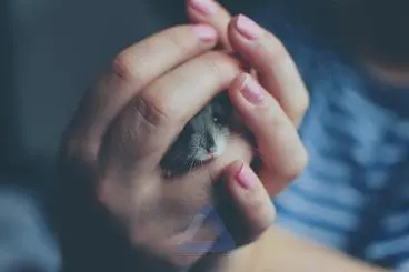 Tiny Hamster in Hands - Small and Cute
