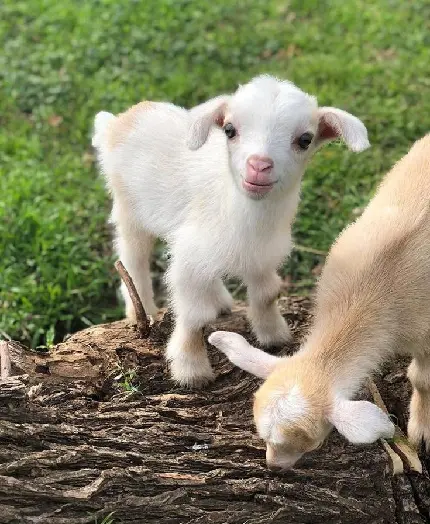 Download High-Quality Photo of Lamb on Tree Trunk