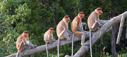 Photo of Proboscis Monkey Group