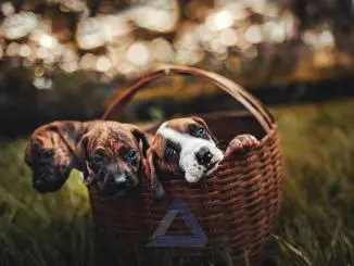 Funny Animals Photos - Cute and Adorable Moments