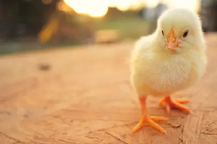 Tiny Yellow Chick Photo for Download