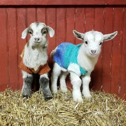 Download Photo of 2 White Lambs in Knit Sweaters