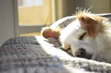 Close-Up of a Sleeping Dog