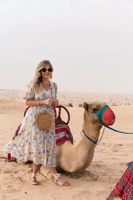 Download Camel in Desert Background Photo in High Quality