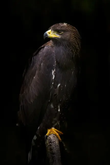 Download Black Eagle Image in High Quality for Nature Lovers