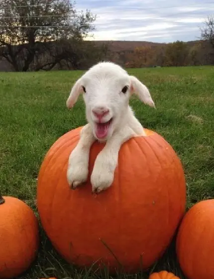 Download Profile Picture of White Lamb in Pumpkin