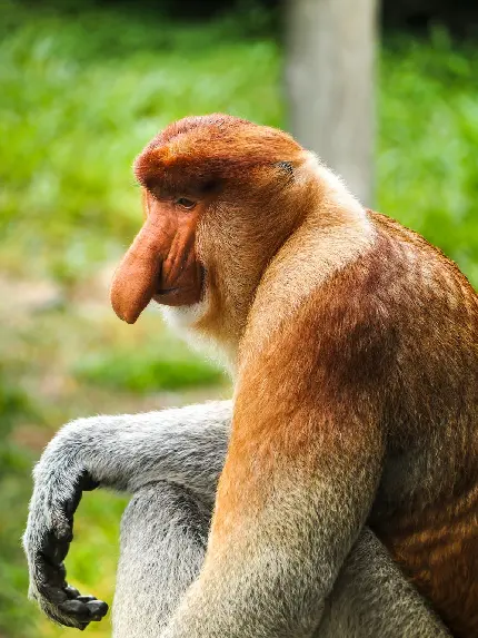 Download Photo of Proboscis Monkey