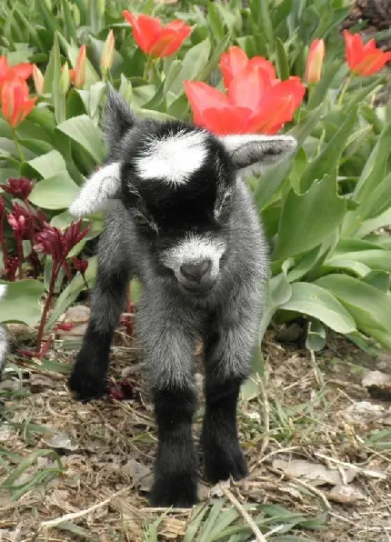 Download Background of Gray Lamb Among Red Flowers