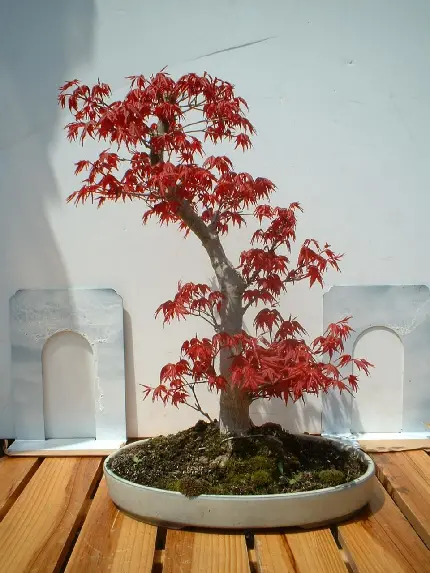 Japanese Maple Indoor Plant Photo and Care Instructions