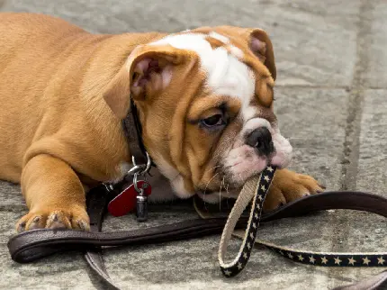 Download High-Quality Photo of a Bulldog