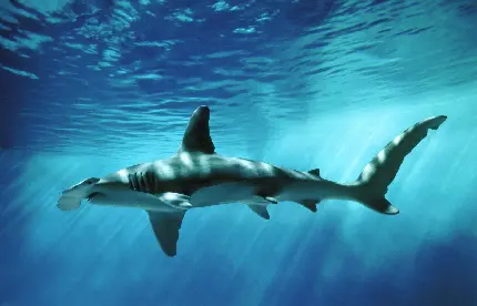 Hammerhead Shark High-Quality Photo