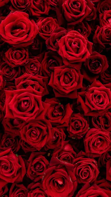 دانلود والپیپر 8K گل رز 