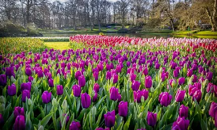 Keukenhof Flower Festival After COVID