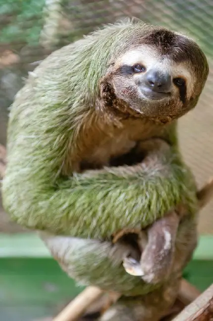 Download Grass on Tree Sloth Wallpaper