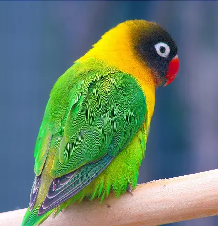 Photos of Red-Billed Parrots - Energetic and Curious