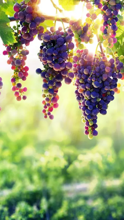 Download Beautiful Grape Wallpaper