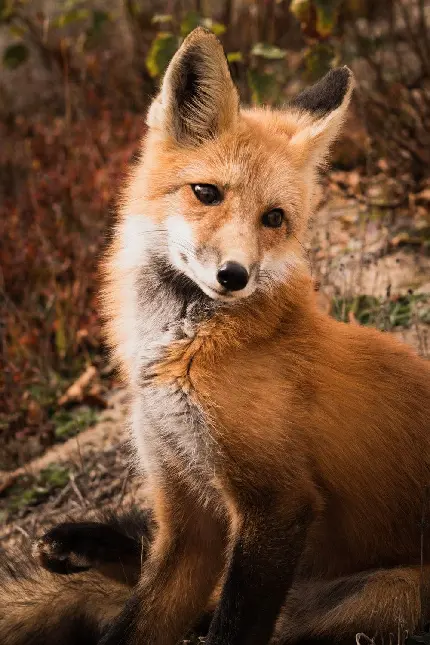 Download Beautiful Fox Image
