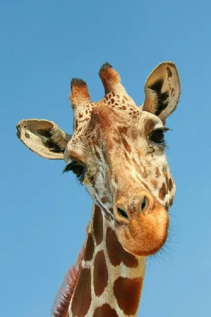 Download Innocent Giraffe Profile Picture