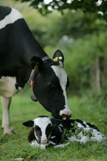 Download Photo of Cow Kissing Her Calf