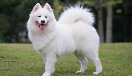 Download High-Quality Photo of a Beautiful White Samoyed Dog