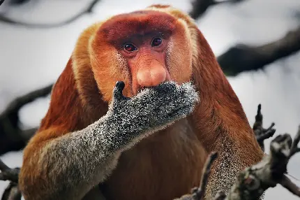 Download Interesting Photo of Proboscis Monkey
