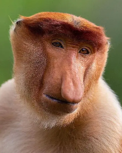 Profile Photo of Proboscis or Long Nosed Monkey