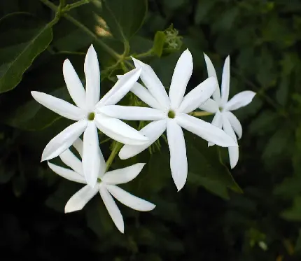Jasmine Profile Picture