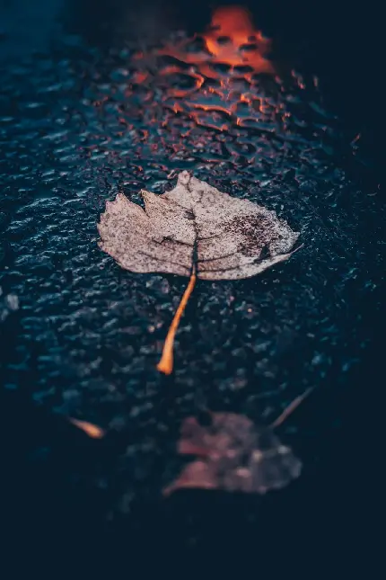 Rainy Street Profile Picture - Beautiful Autumn Rain Scene