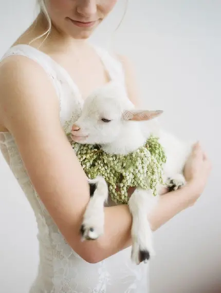 Download HD Photo of White Lamb in Bride's Arms