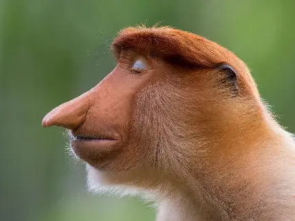 Download Photo of Proboscis Monkey with Small Nose