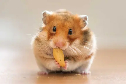 Download HD Background of Hamster Eating Food