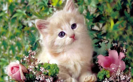 Beautiful and Adorable Kitten Picture for Wallpaper