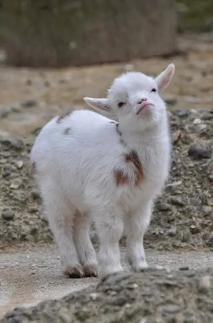 Download Wallpaper of Cute and Playful Lamb