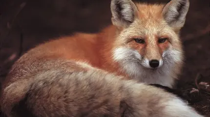 Download Red Fox Image