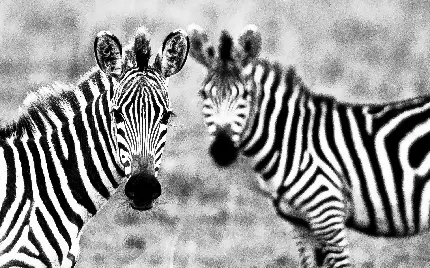 Beautiful Picture of a Zebra Horse