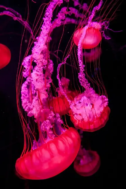 Download 8K Jellyfish Image for High-Quality Display