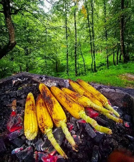 Download Dalakhani Forest Photo in Mazandaran Province