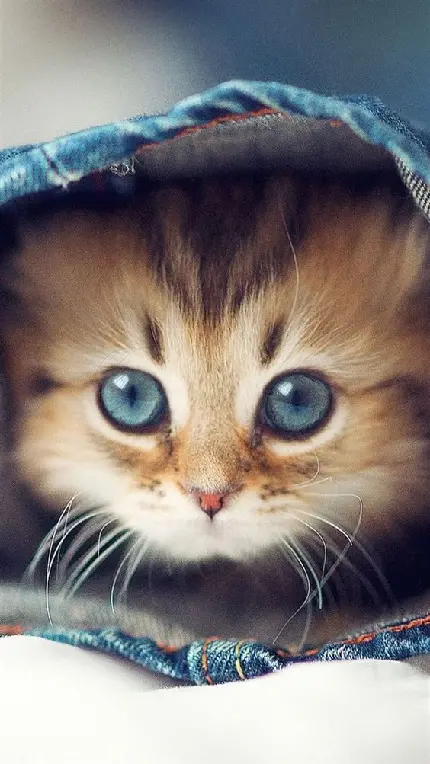Cute and Sweet Kitten Wallpaper for Phones