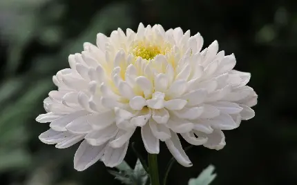 White Chrysanthemum Profile Picture