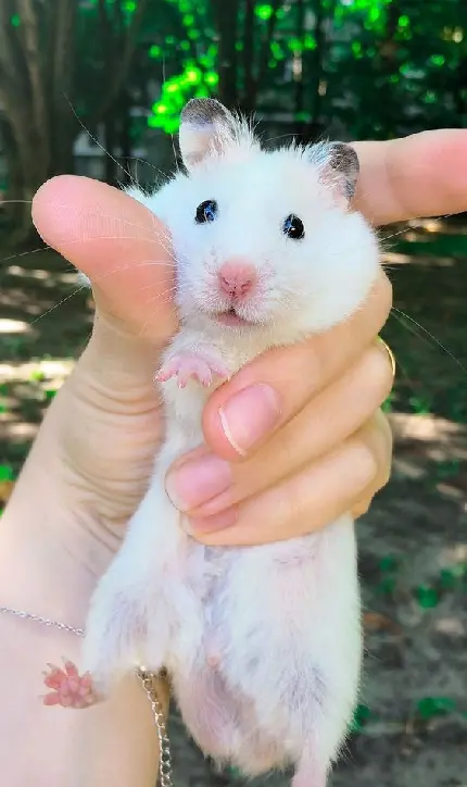 Download Image of White Hamster in a Human Hand